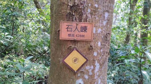 2026樟之細路 | 第一大段 | 三坑~關西 | RSA01~113041149