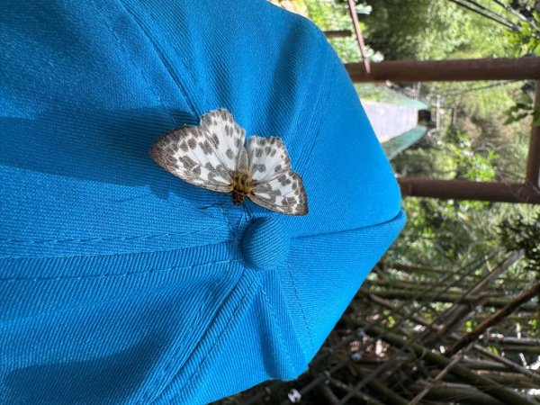 阿里山迷糊步道-福山古道2793387