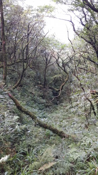 20190912 從雲森瀑布登樂佩山679438