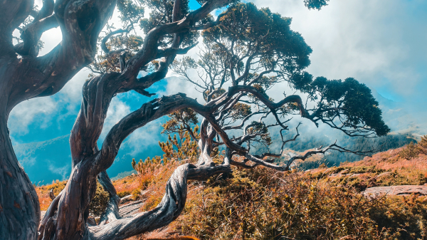 台灣池步道 合歡北峰 小溪營地 北峰名樹 體驗之旅