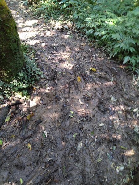 【小百岳20】獅仔頭山完成-141243455