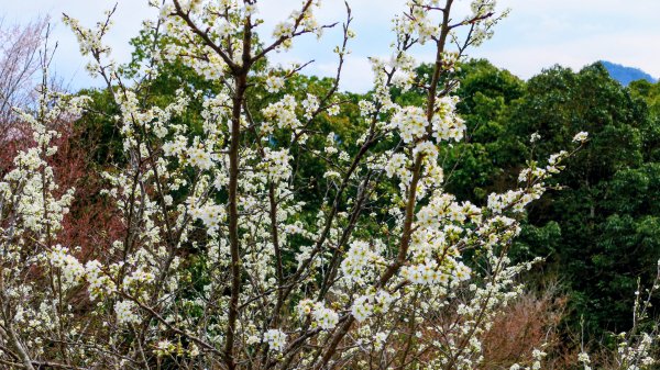 宮崎高千穗峽,愛情十字海3027820