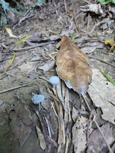 20250913_三峽鳶山爬山趣2882849