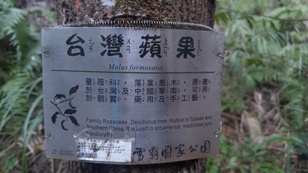 北坑山大板根東洗水山盡尾山東北峰2701749