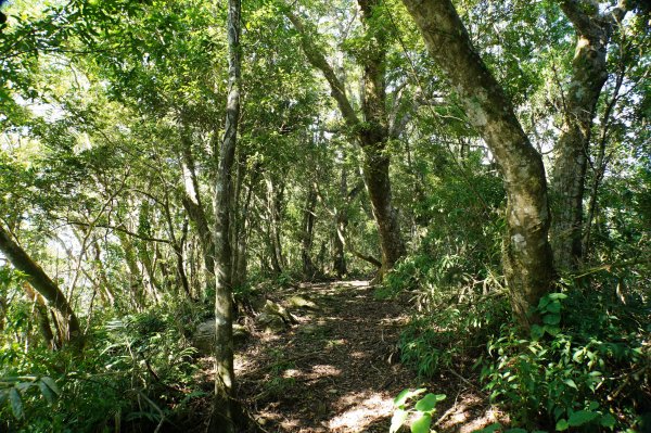 宜蘭 南澳 御恩山2892666