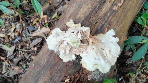 笠頂山單攻西大武山(西北峰) 九星連珠搏命演出歷險記 2025年3月20日2739012