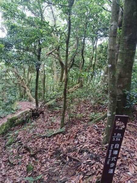 【桃園復興】台灣百大必訪步道。 東眼山森林遊樂區-東眼山自導式步道2835939