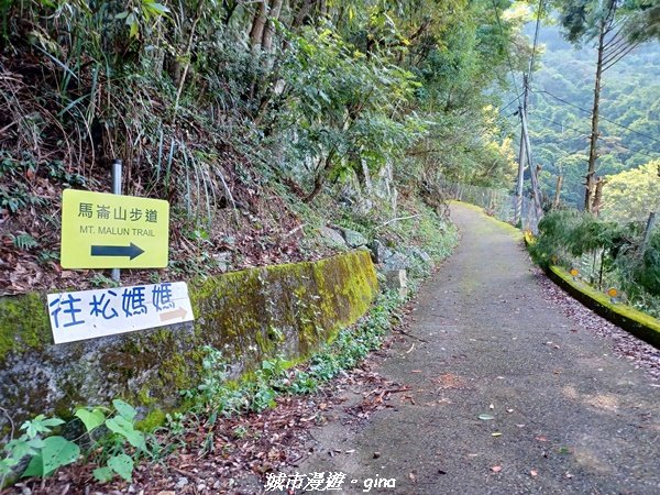 【台中和平】清風徐來蟬鳴聲。 谷關七雄~馬崙山步道2324401