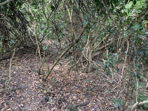 20250404屏東北獅子頭山-霧里乙山2757408