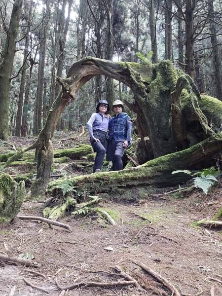 231111-特富野古道+東水山+兒玉山O繞。美美兔驚艷兩山萬木崢嶸。2348422