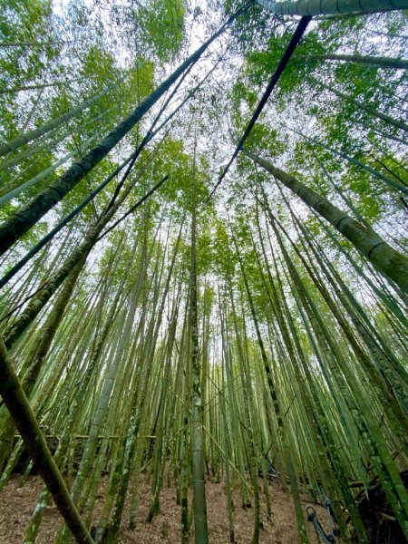 水社大山水晶蘭大爆發881621