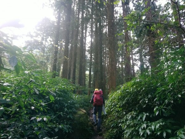 溪頭 南鳳凰山 天文台 神木O型 869799