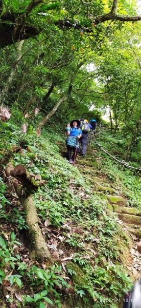 五分山 -小百岳收集起來，馬藍（大青）滿山遍野、桐花陪襯、群蝶紛飛、吸取花蜜1370211