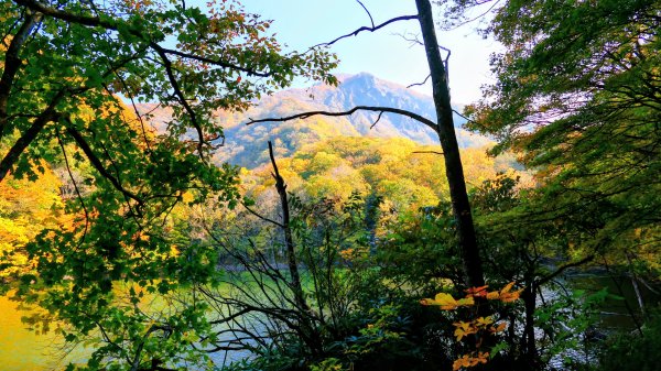 秋田縣白神山地十二湖2929766
