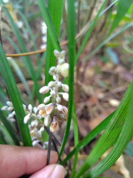 烏山、刣牛湖山、竹子尖山2891949