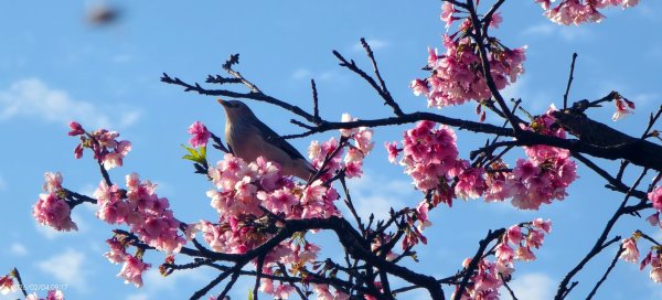 #栗尾椋鳥 #綠繡眼 #東湖樂活公園 #花園新城 #屈尺 #寒櫻 2/42992845