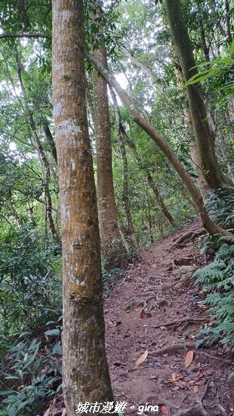 【台中和平】難得悠靜。 谷關七雄-唐麻丹山步道2362639