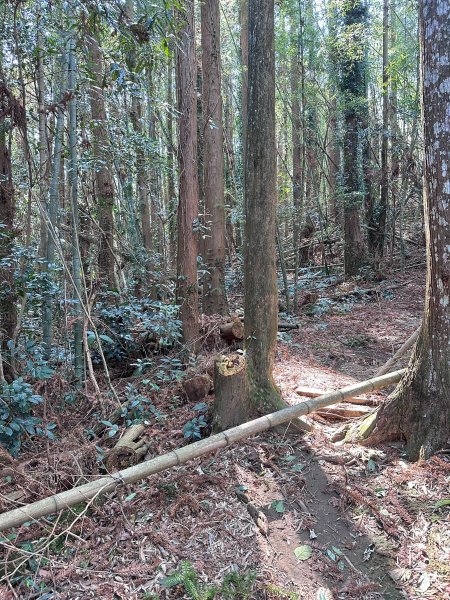 奮太、奮瑞古道上雲戴山續走幼葉林山2492999