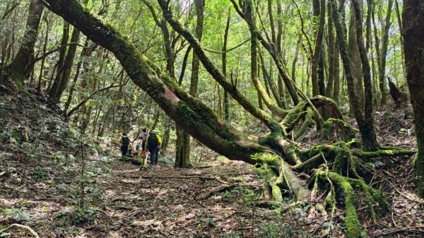 大混李棟山2816354