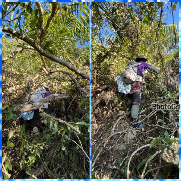 賞梅快閃-2天ko南投小百岳七座➕二條百大2979845