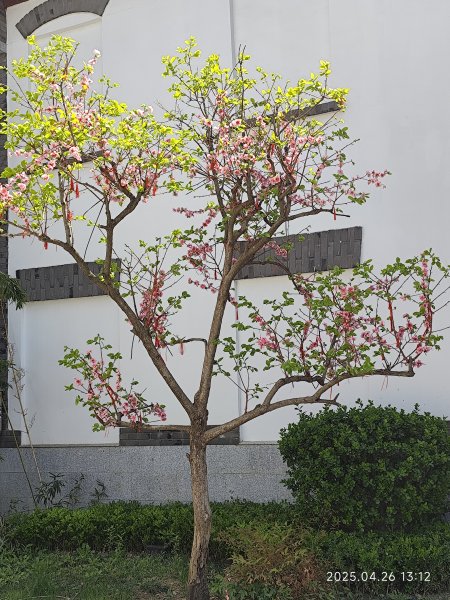 中國山東棲霞亞東老菜館、牟氏莊園、泰安市老泰安餐廳、泰安富力萬達嘉華酒店2779974