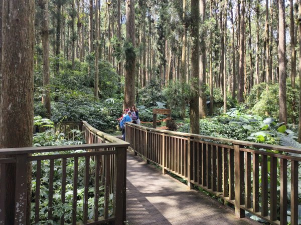 [百山百鳥尋旅-05/15] 2025_0830 溪頭賞鳥步道_銀杏步道2875539