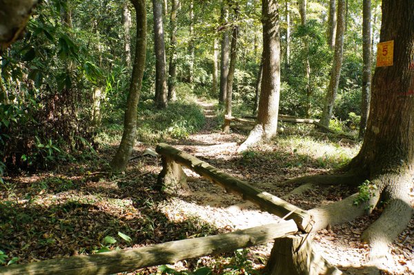 苗栗 卓蘭 大克山2967897