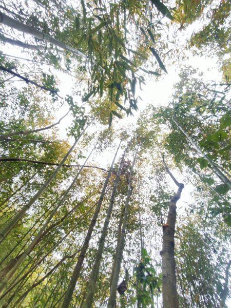 飛沙龍逆走2988869