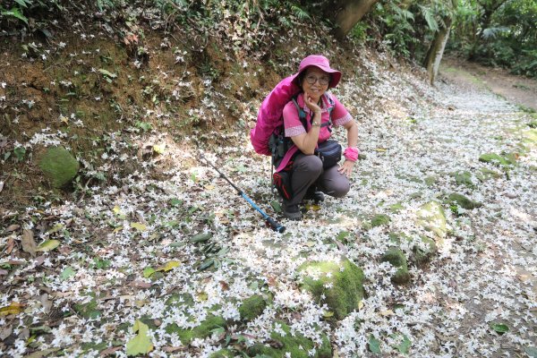 111/4/29天上山系賞桐花─捷運永寧站→重慶慈惠堂→火焰山→三粒半→望月亭→天上山→五城山→將軍嶺→山中湖→太極嶺→285峰→健康森林步道→四海站