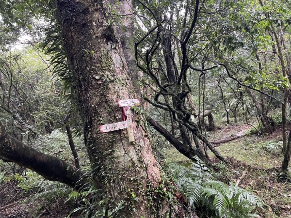 頂山八連峰2628561