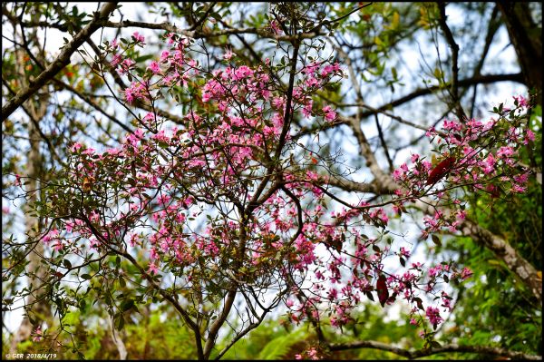 波津加山頂的玉山杜鵑開花了！315796