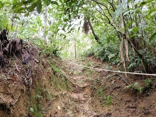 雙溪區艋舺崙古道+新路尾山+大竹林山出雙溪車站2998639