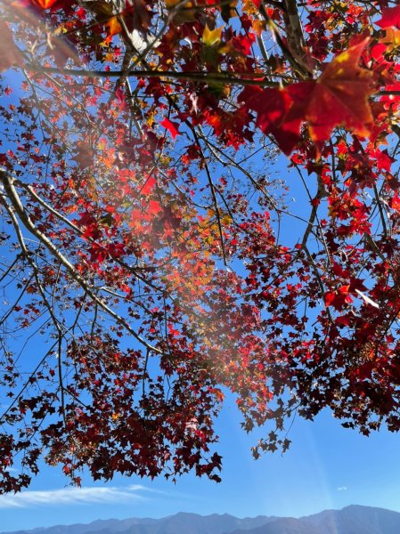 馬那邦山賞楓趣1549577