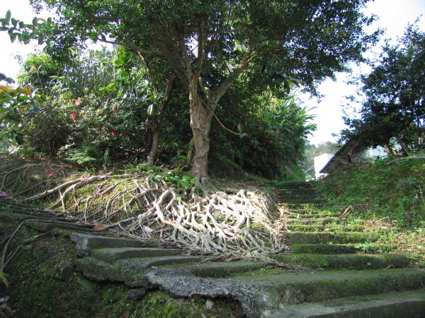 深坑向天湖古道1957671