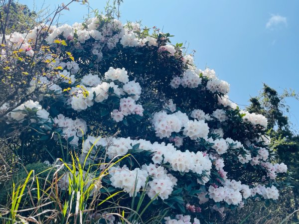 1150419小奇萊杜鵑花3041020