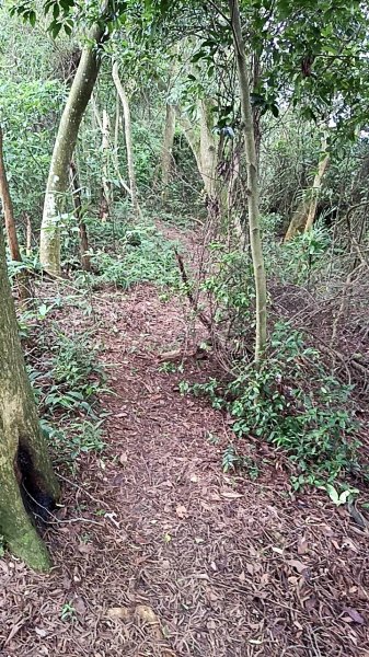20250607 新竹竹東三山(樹杞林山 - 新具庄山 - 員崠子山)  O型2809006