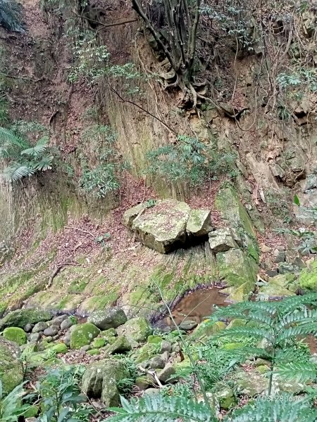 【臺北大縱走4】風櫃嘴→雙溪溝古道→五指山古道→大崙頭山北面步道→許願步道→圓覺寺步道→大溝溪→大湖2469155