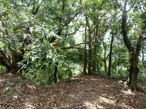瑞芳區八分寮頂砲台+八分寮頂山+八分寮古道O型2772378