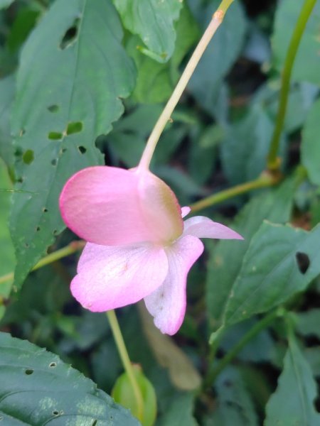 唐麻丹山 蝴蝶谷2918848