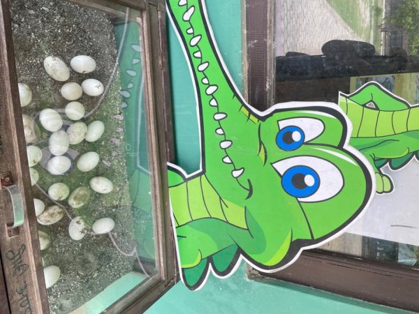 尼泊爾奇旺國家公園4天三夜2788988