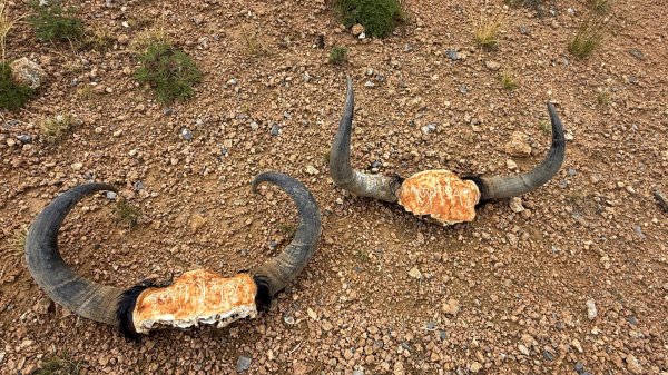西藏♥️可愛動物🐎人物寫真/拉薩旅拍/美食2902927