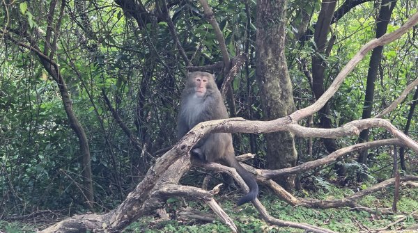 享受台北近郊陽明山小秘境楓林瀑布的清新芬多精2996556