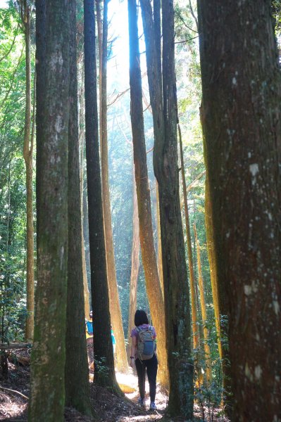 熱門山的冷門路，油羅山(二上四下)O型1866007