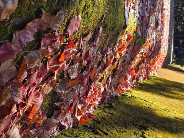 大雪山國家森林遊樂區賞楓／看神木／賞雪白山頭／賞大景2974262