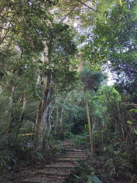 2024.11.29 騎龍山+騎龍古道2990396