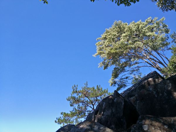 東卯山東南稜串德芙蘭步道364292