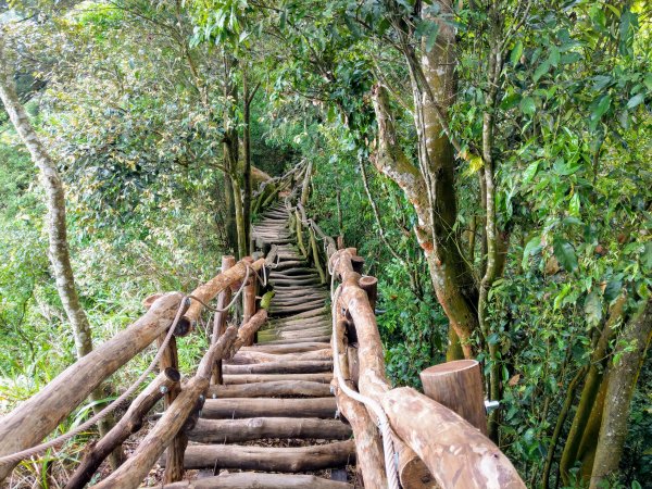 頭嵙山(小百岳#41)大坑4,5,1步道1003695