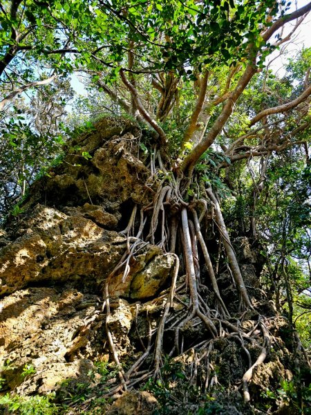 墾丁國家森林遊樂區步道群-(屏東)臺灣百大必訪步道2731248