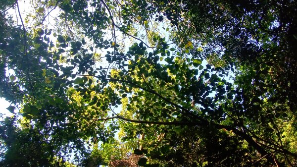 赤牛嶺登山步道1589083