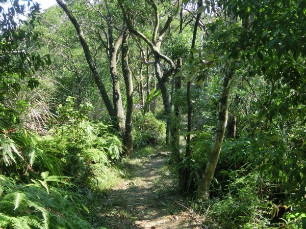 康樂山．明舉山．風化紋岩壁452727